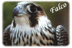 Falco'